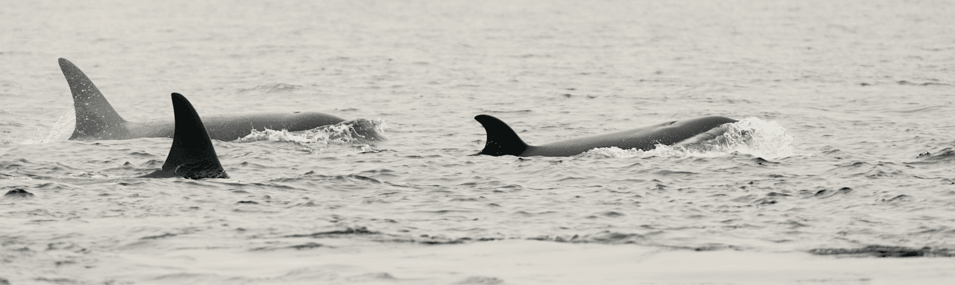 SRKW Image