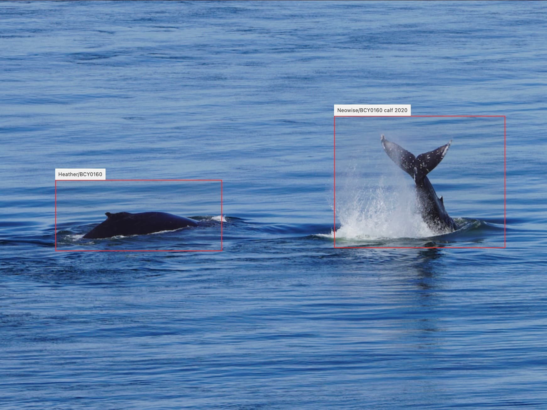 Humpback Image